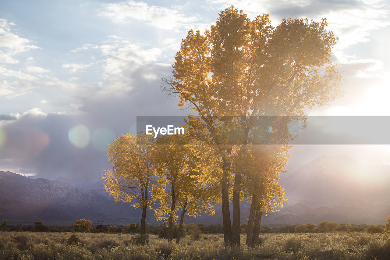 Sunlight streaming through tree on field against sky