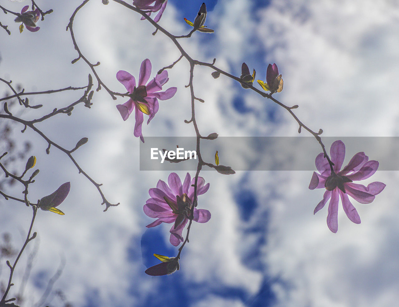 plant, flower, flowering plant, beauty in nature, blossom, nature, freshness, sky, tree, pink, fragility, cloud, branch, springtime, purple, growth, no people, spring, outdoors, close-up, petal, focus on foreground, cherry blossom, flower head, low angle view, day, inflorescence, blue, multi colored