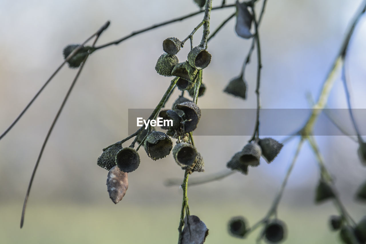 Close-up of berries growing on plant