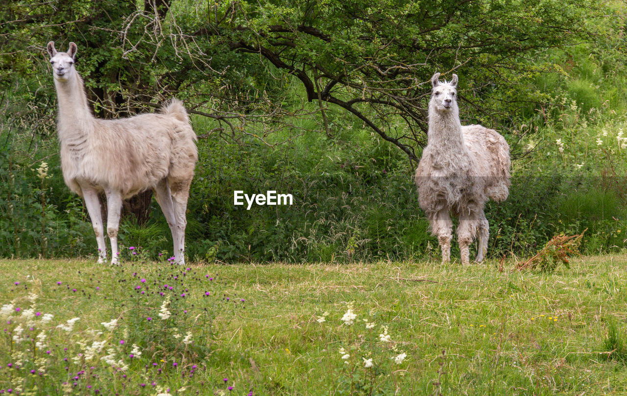 Llamas standing in a field