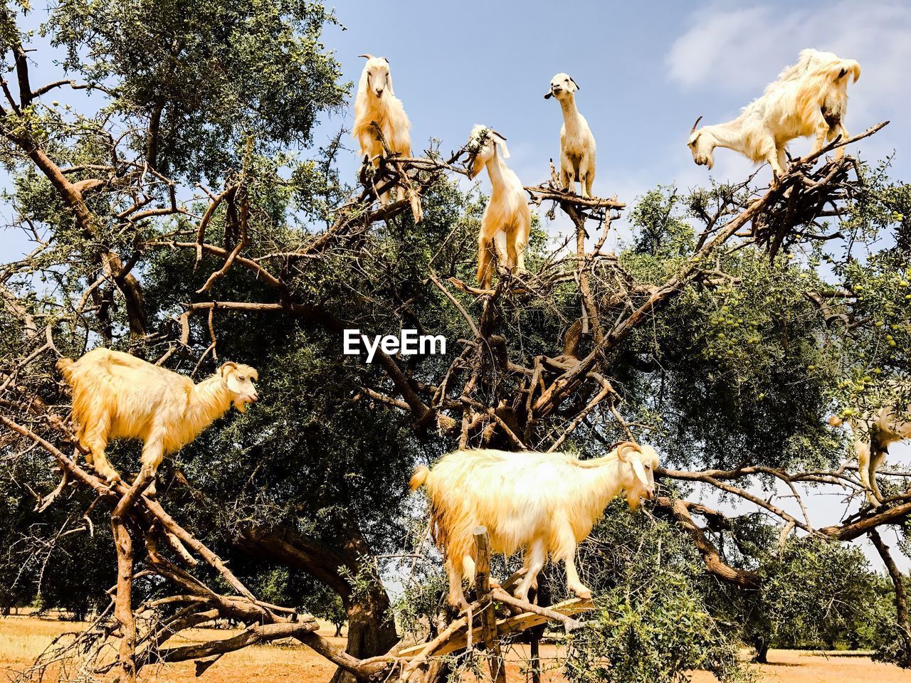 Goats on tree against sky