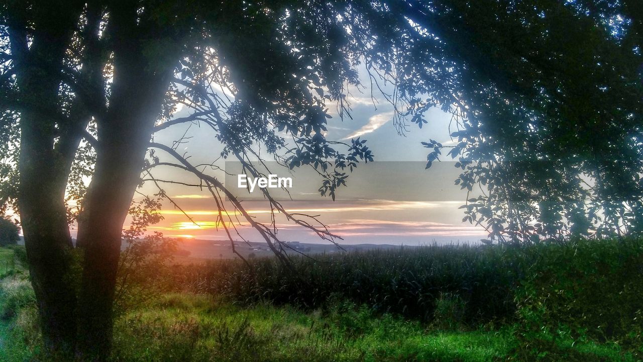 TREES AT SUNSET