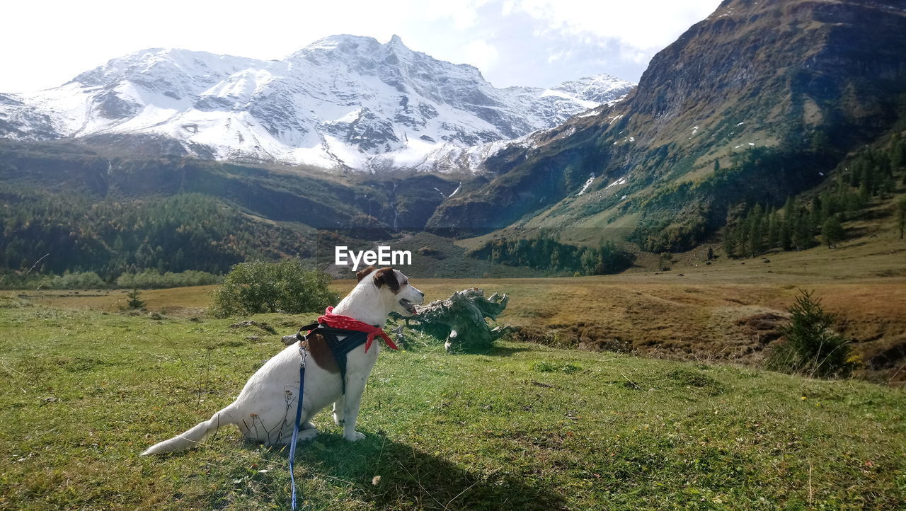 DOG ON GRASSY FIELD AGAINST MOUNTAINS