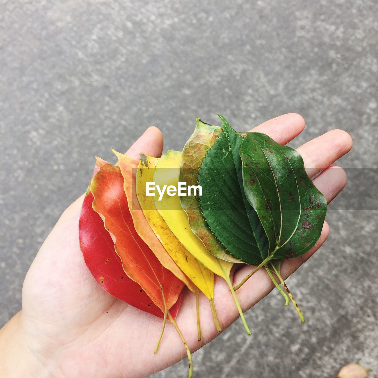 Cropped hand of person holding various leaves over street