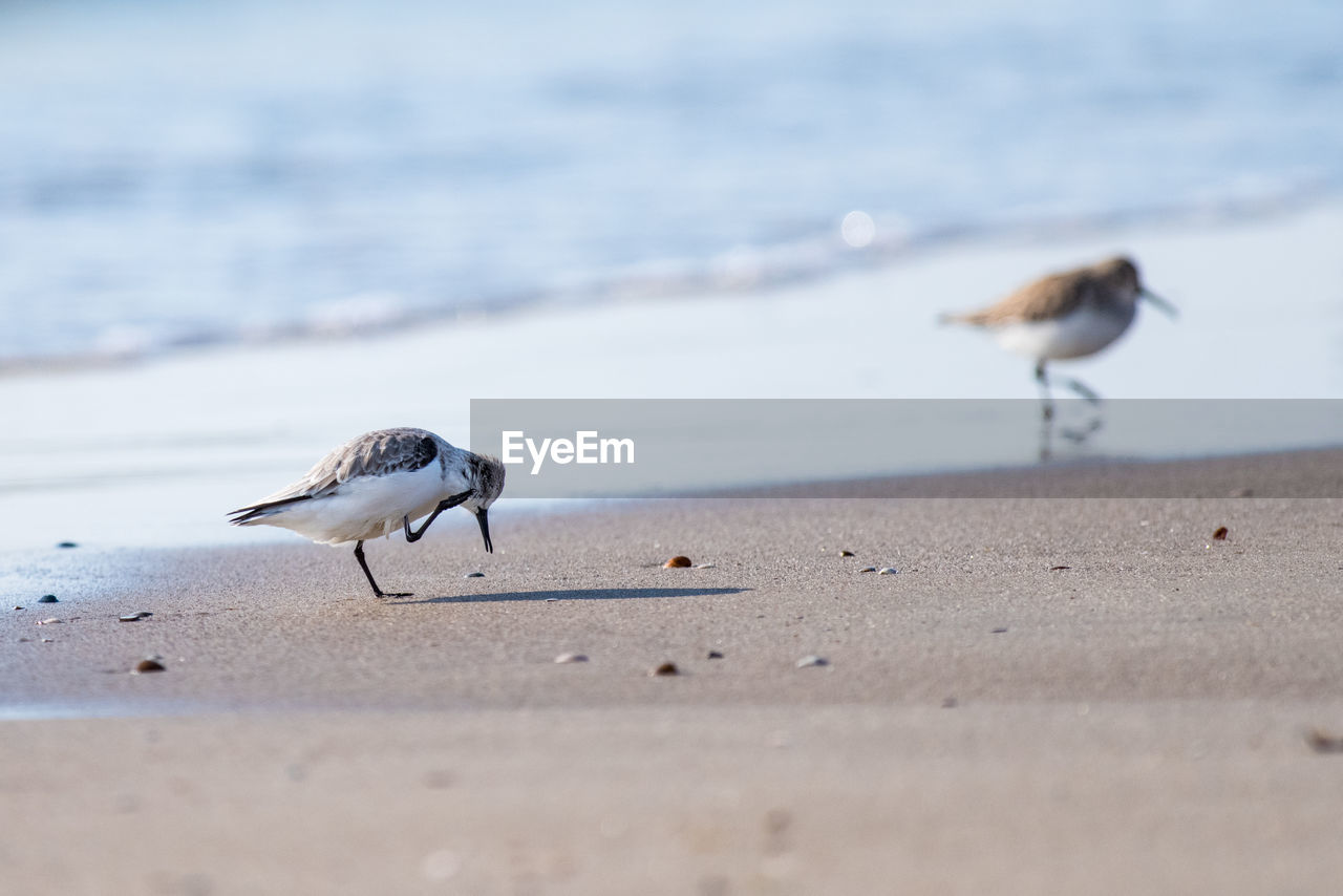 SEAGULLS ON BEACH