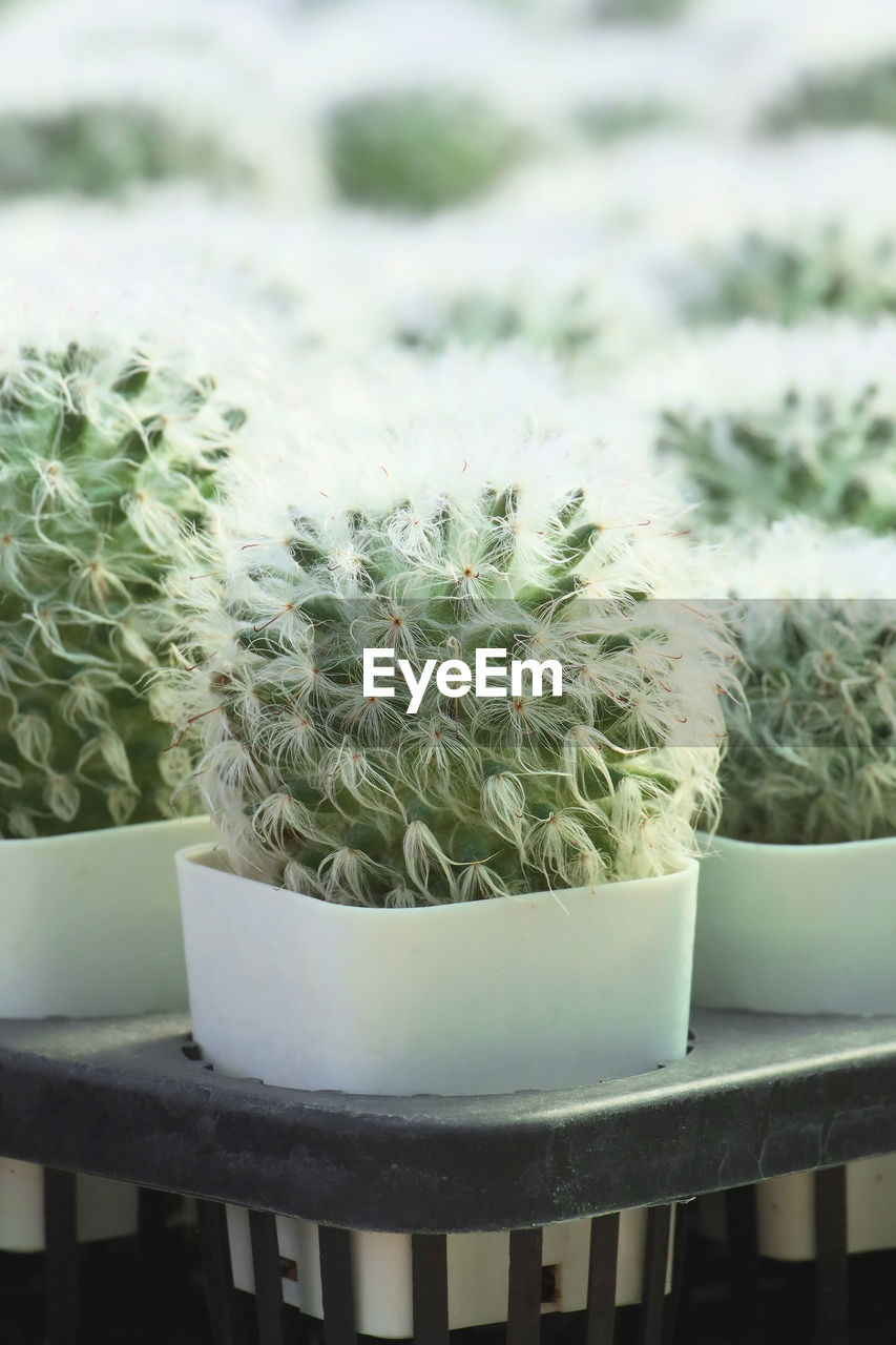 Mammillaria bocasana v. multilanata hybrid cactus