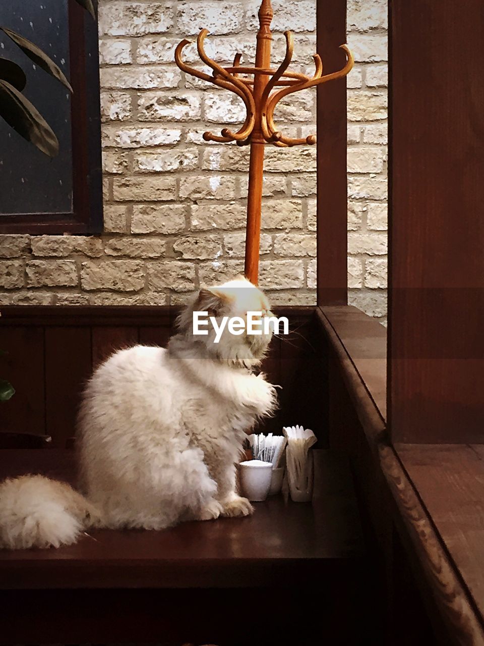 Cat sitting on table