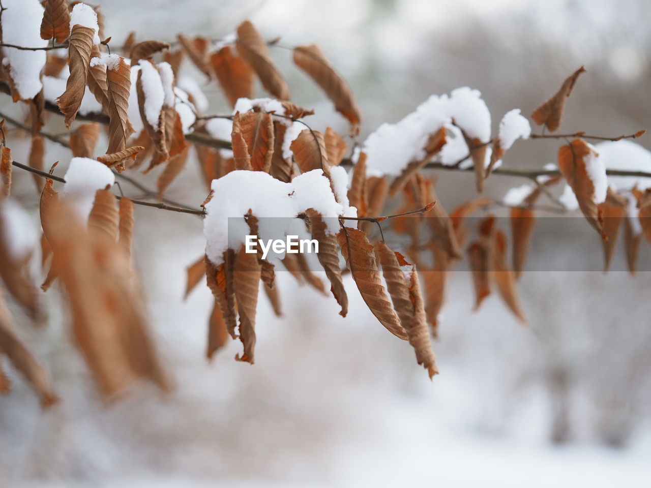 CLOSE-UP OF SNOW ON DRY LEAVES