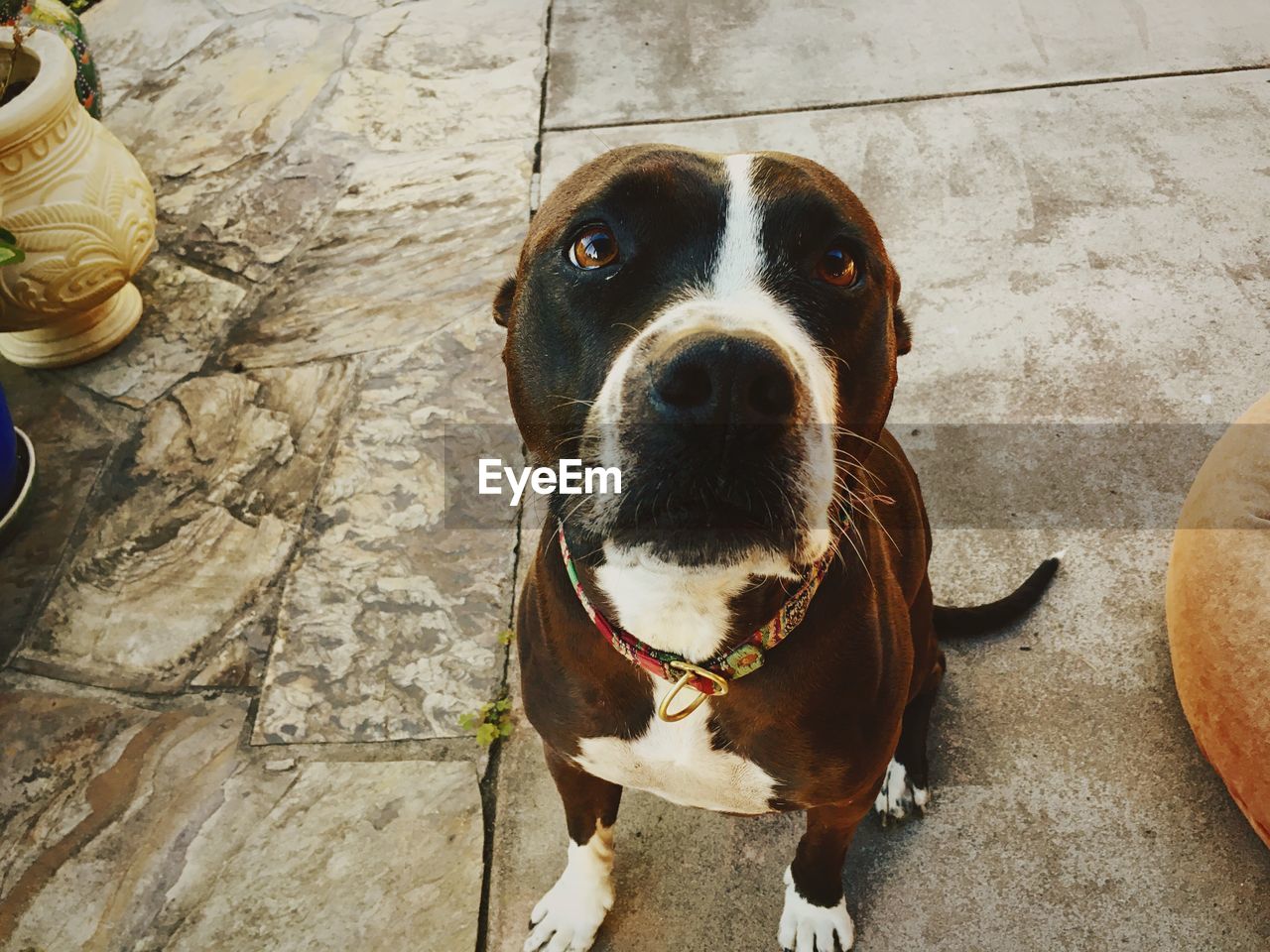 Portrait of dog on footpath