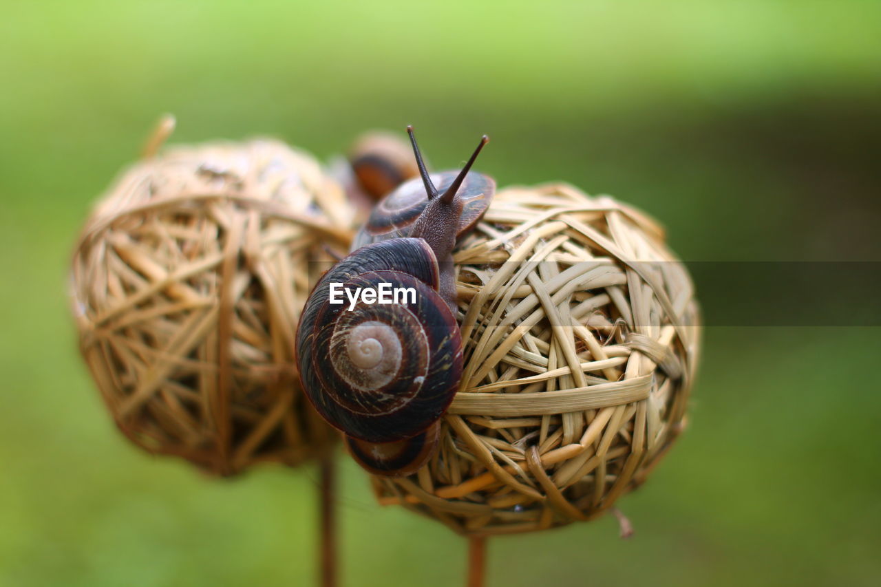 Close-up of snail on hay ball