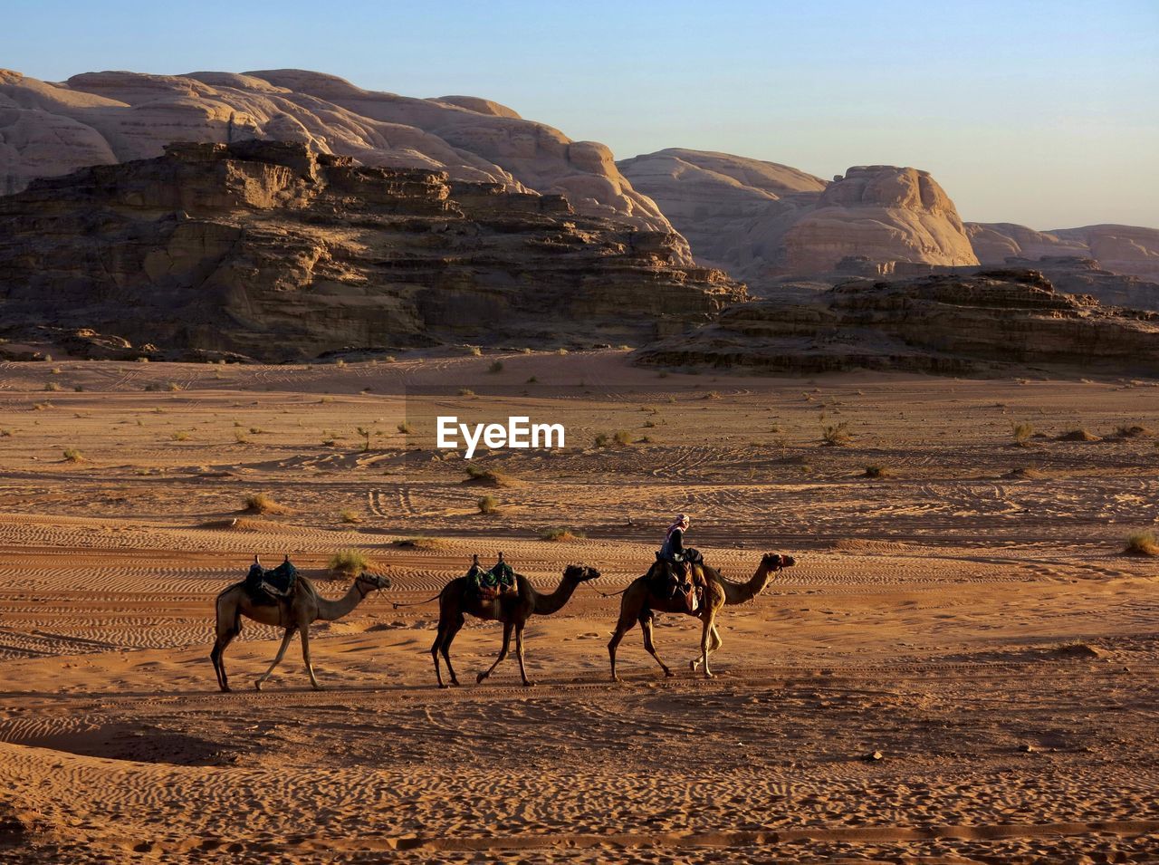 view of horses on desert