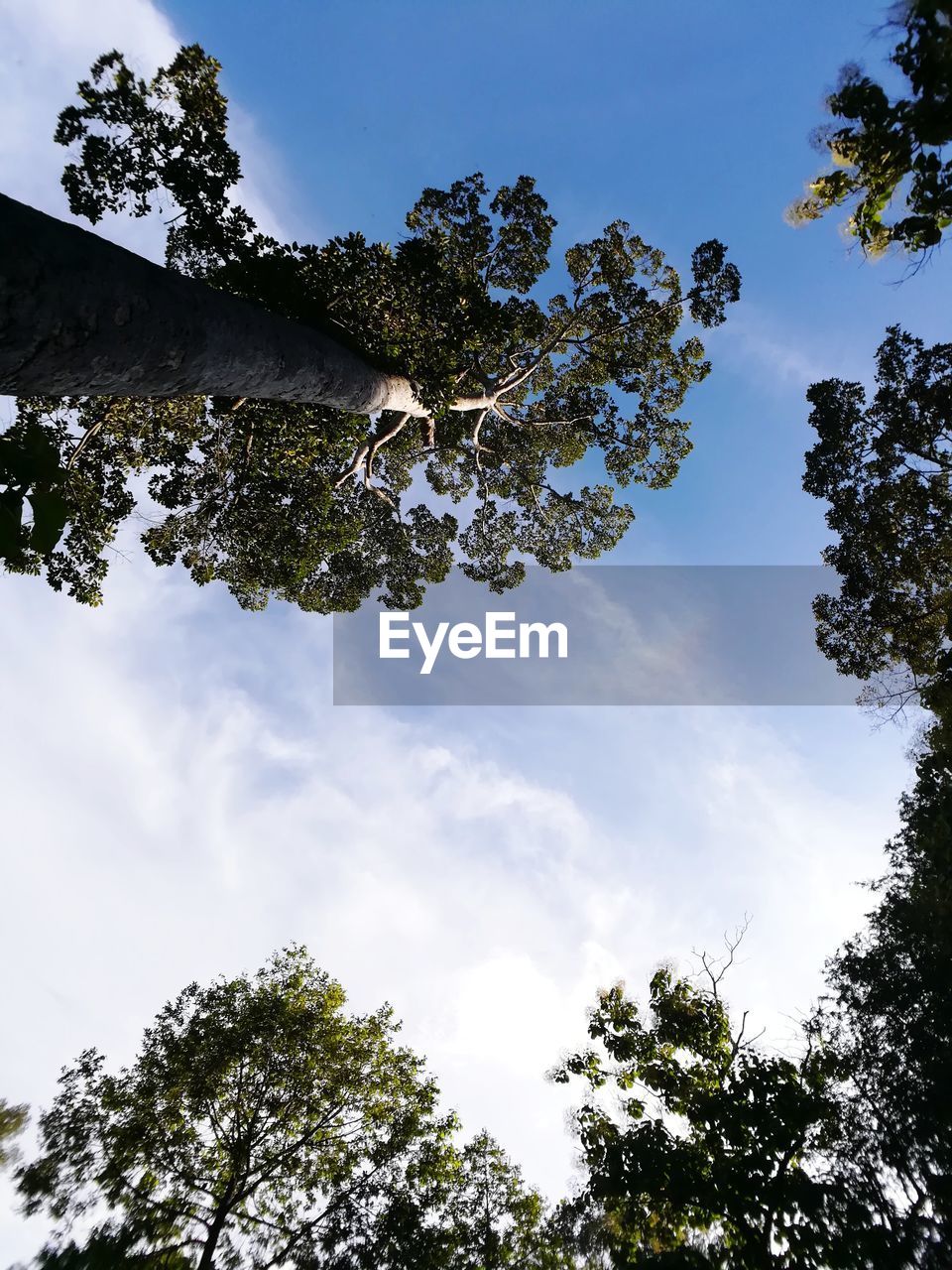 Low angle view of trees against sky