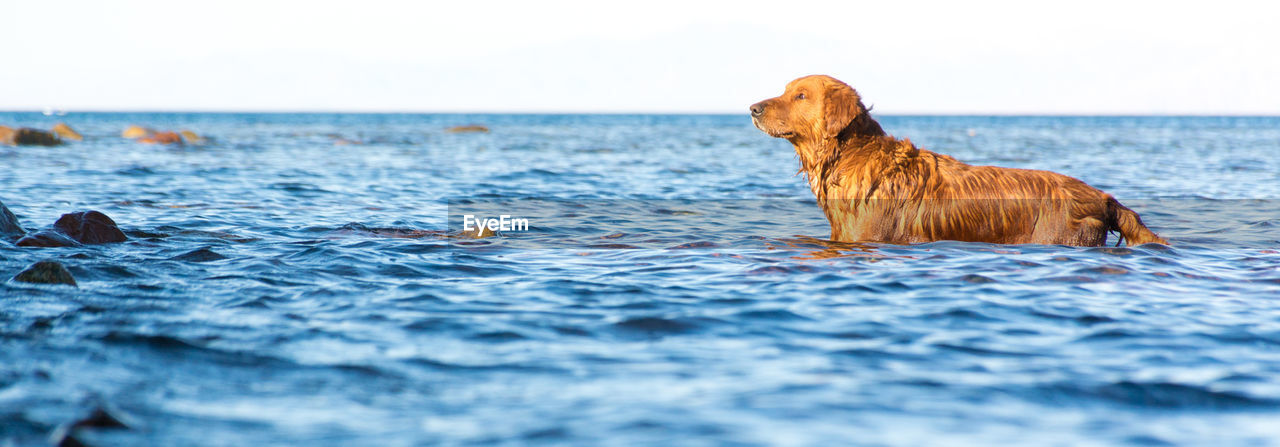 DOG SWIMMING IN A SEA