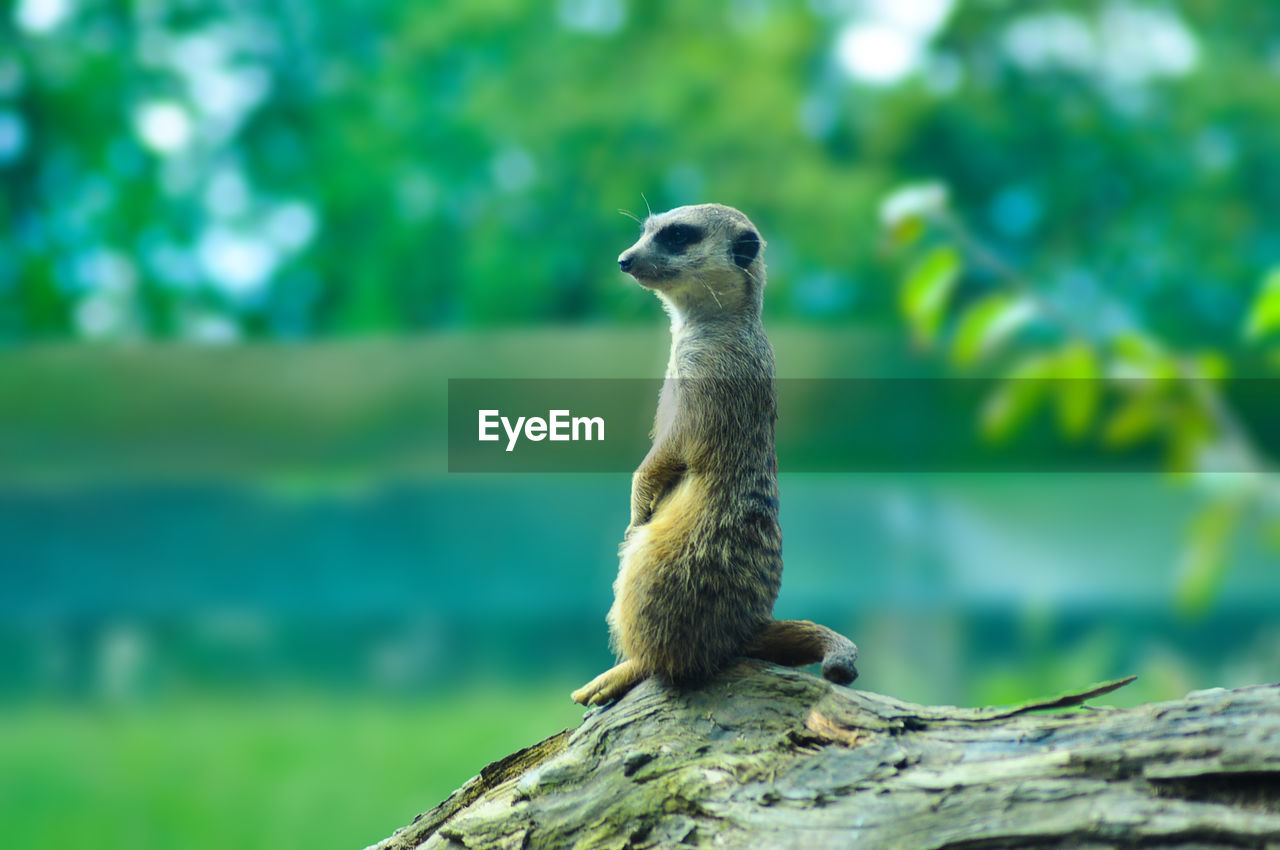 Close-up of meerkat on tree