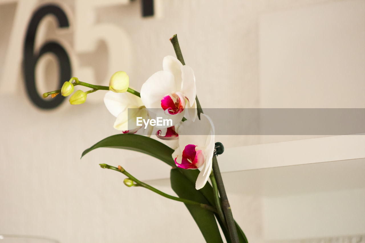 Close-up of white orchids against wall