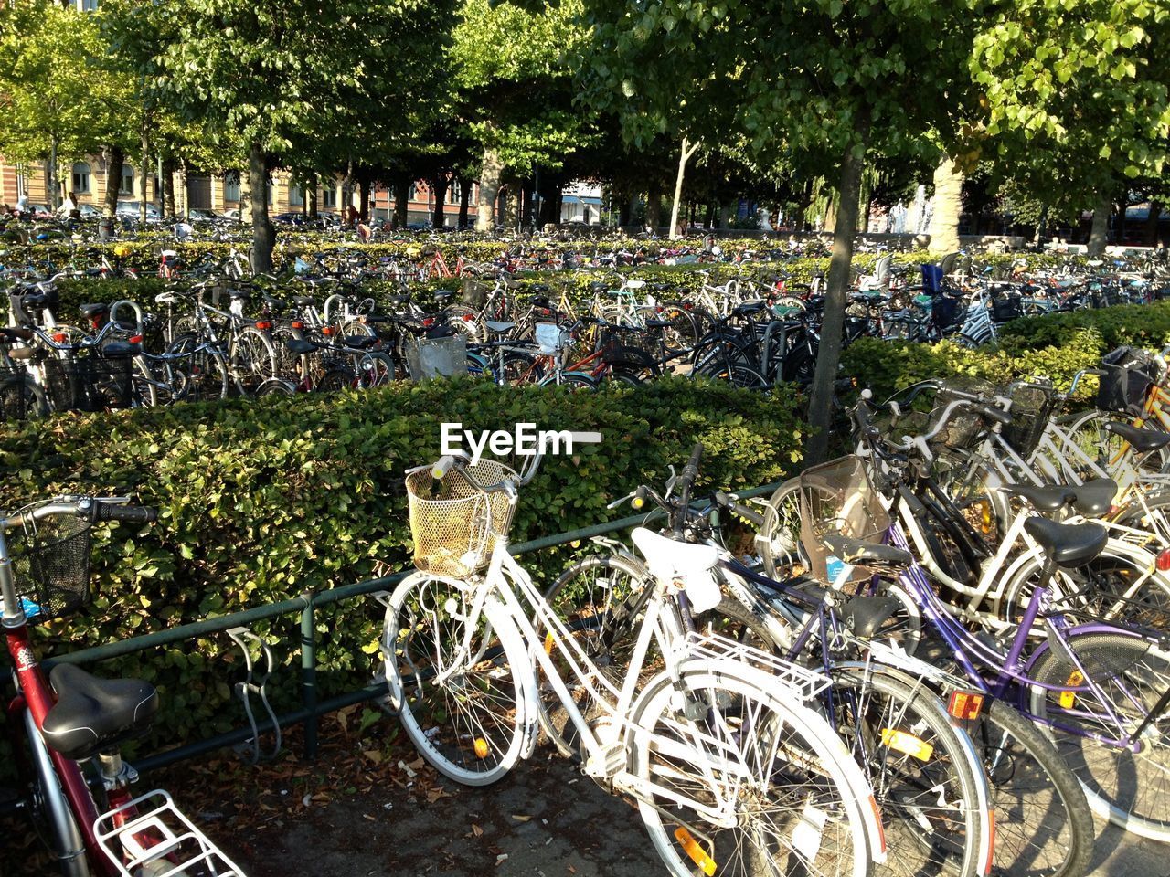 BICYCLE WHEEL ON TREE