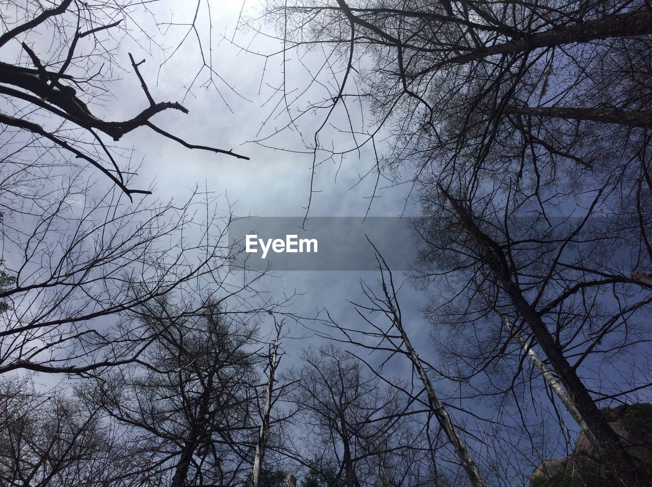 LOW ANGLE VIEW OF TREES IN FOREST AGAINST SKY
