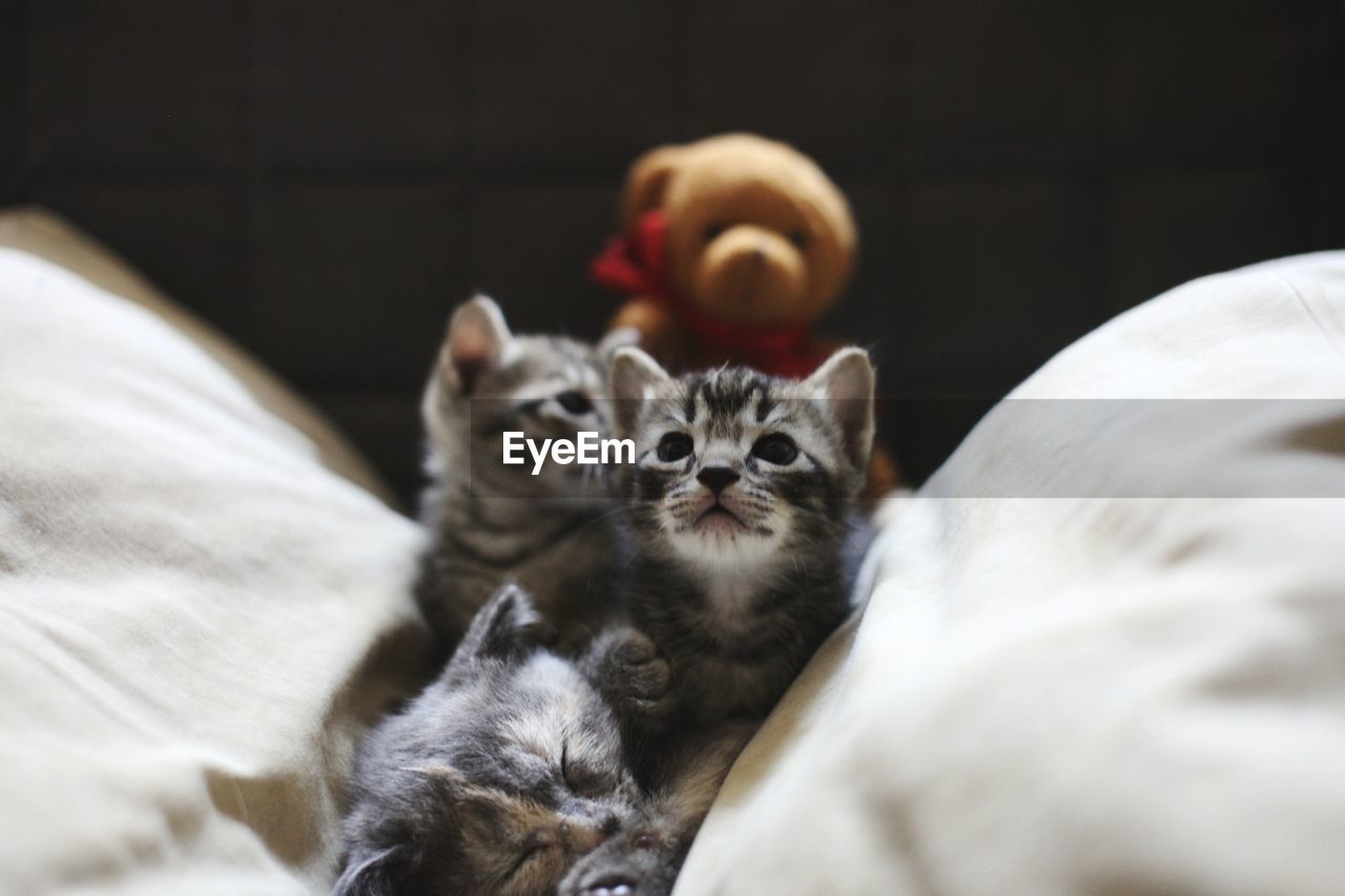 Close-up of kittens relaxing on bed