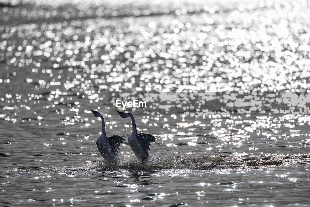 Birds in lake