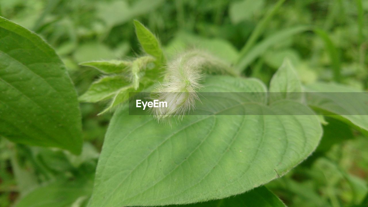 CLOSE-UP OF GREEN PLANT