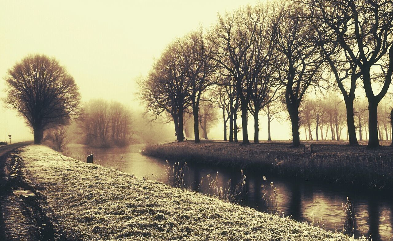 Silhouette of bare trees at riverbank