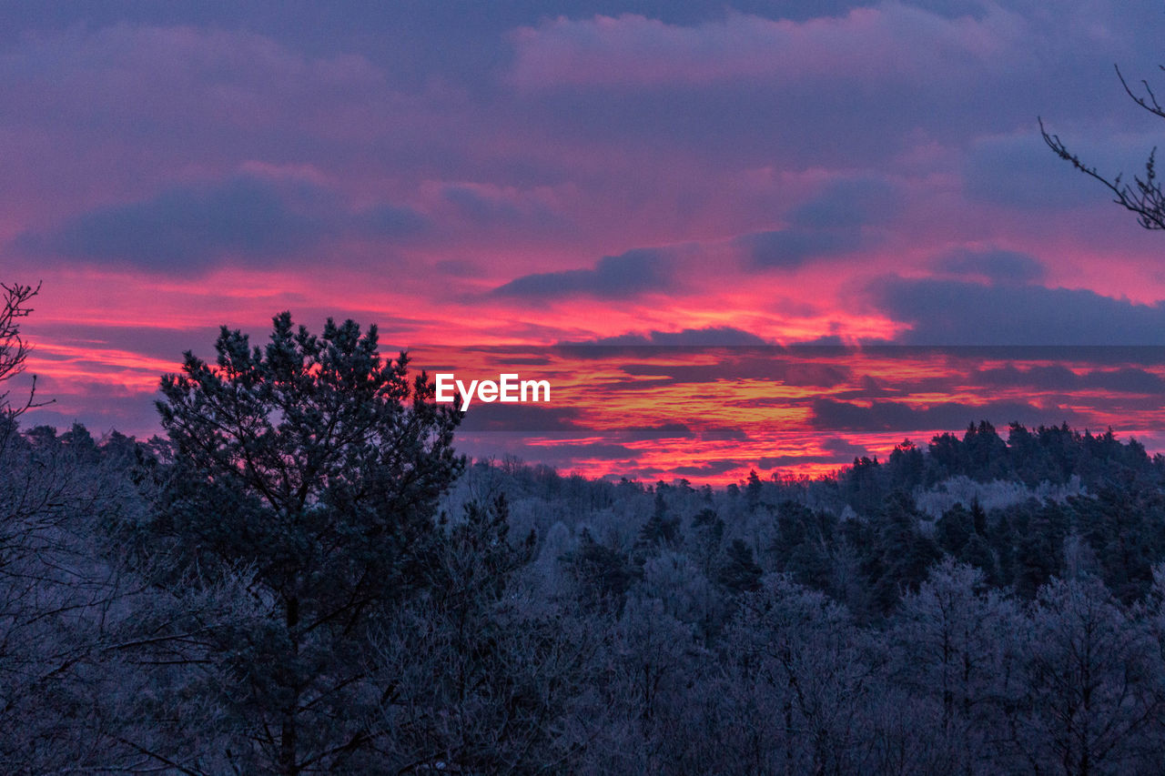 Silhouette of trees at sunset