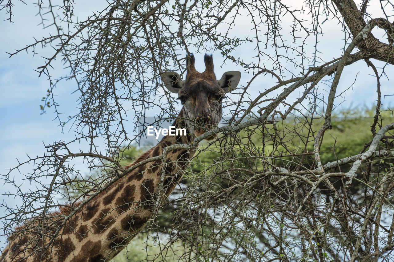 animal themes, animal, wildlife, animal wildlife, tree, giraffe, mammal, one animal, plant, nature, sky, no people, branch, low angle view, safari, day, outdoors, animal body part, portrait, domestic animals, tourism, looking at camera