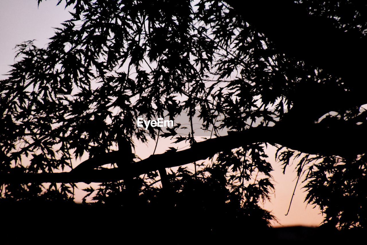 LOW ANGLE VIEW OF SILHOUETTE TREE AGAINST SKY