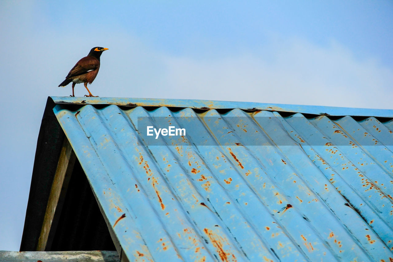 LOW ANGLE VIEW OF BIRD ON ROOF AGAINST SKY