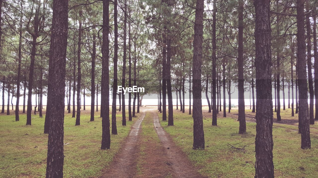 Empty walkway amidst trees on field