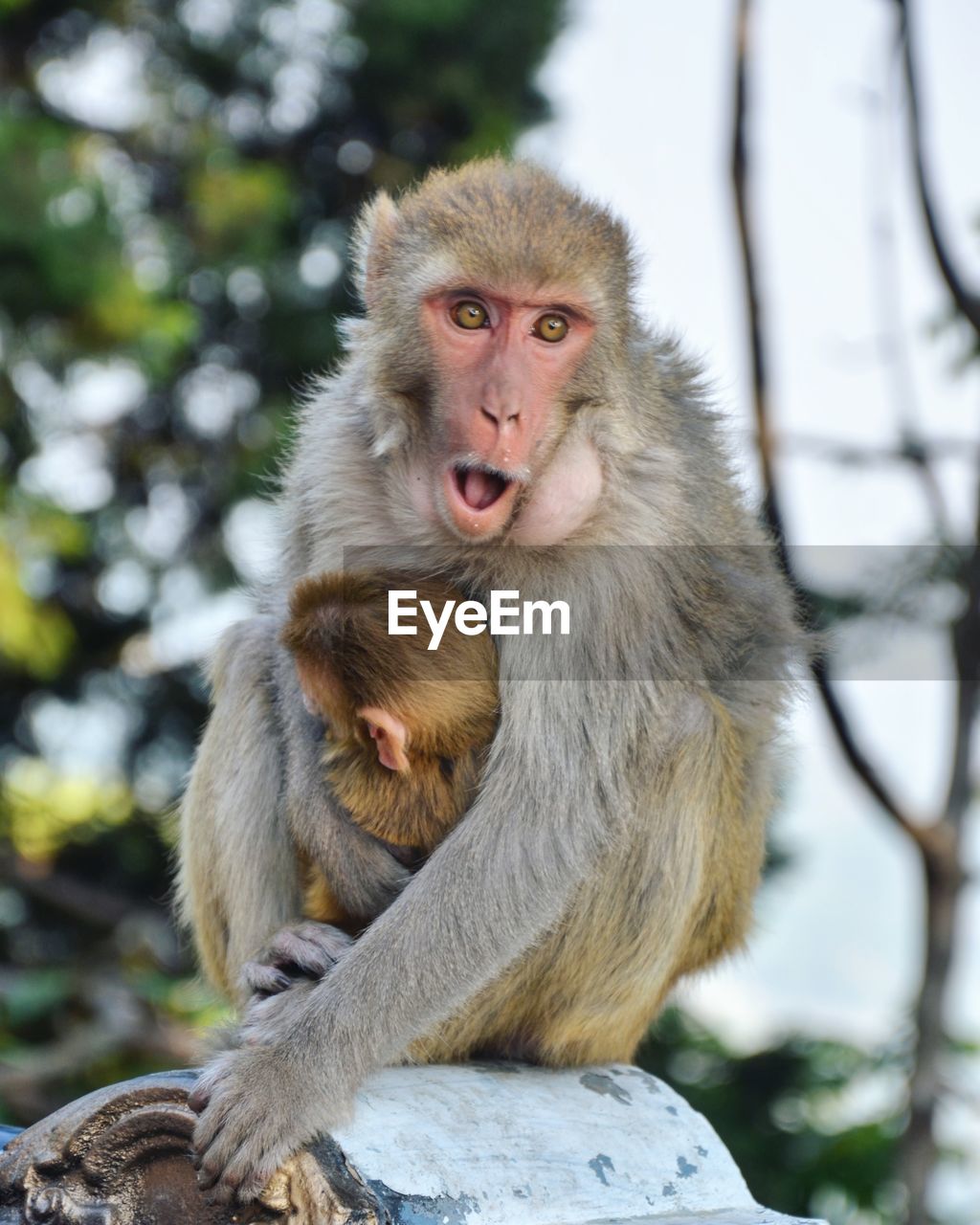 Close-up of monkey sitting outdoors