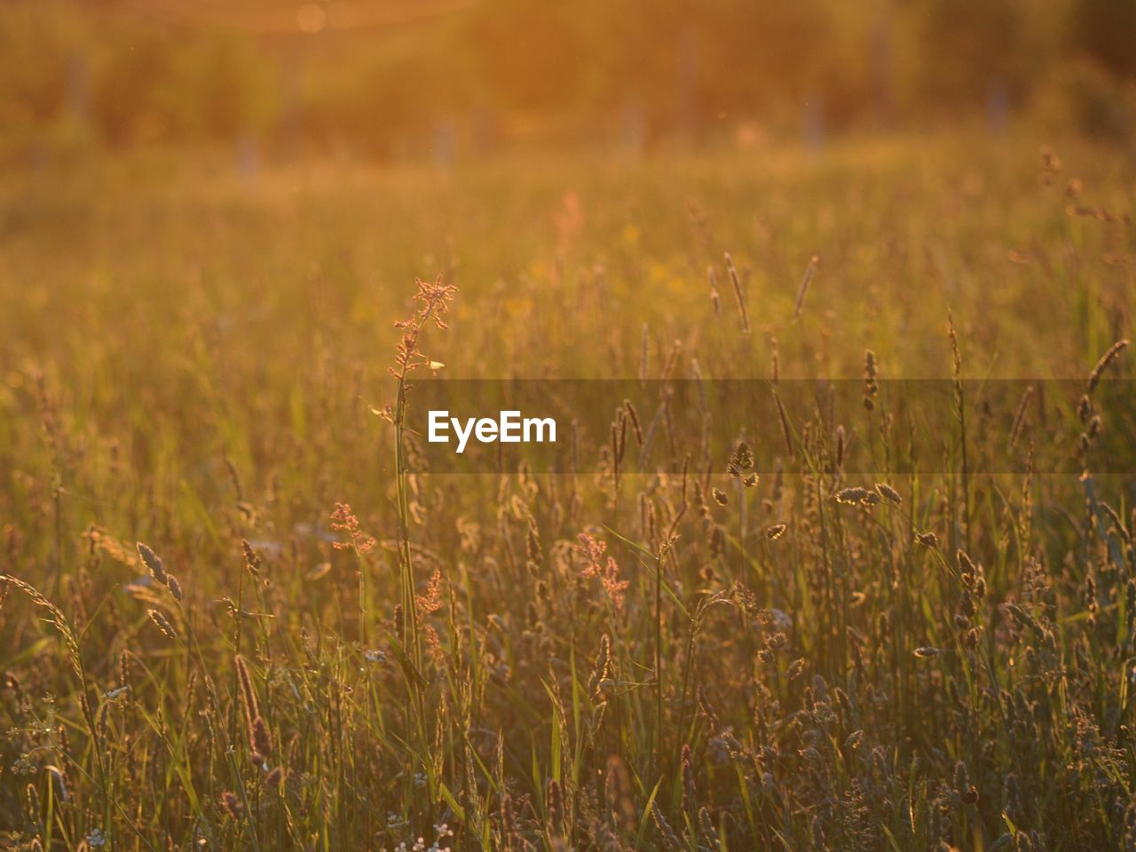 Close-up of wheat field