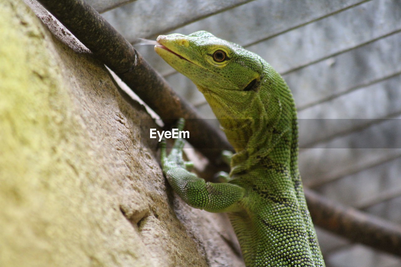 CLOSE-UP OF GREEN LIZARD ON ROCK