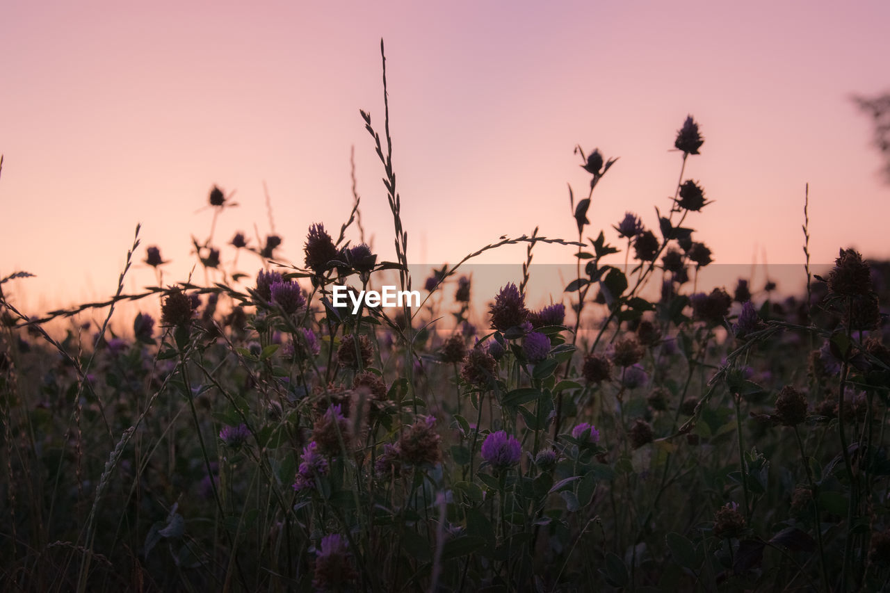 CLOSE-UP OF PURPLE FLOWERING PLANTS ON LAND AGAINST SKY