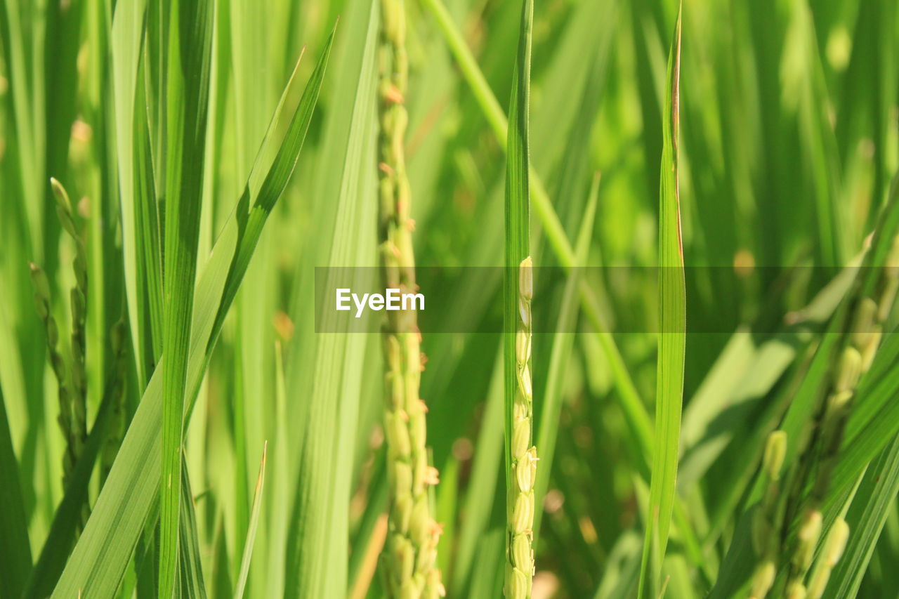 FULL FRAME SHOT OF GREEN PLANTS