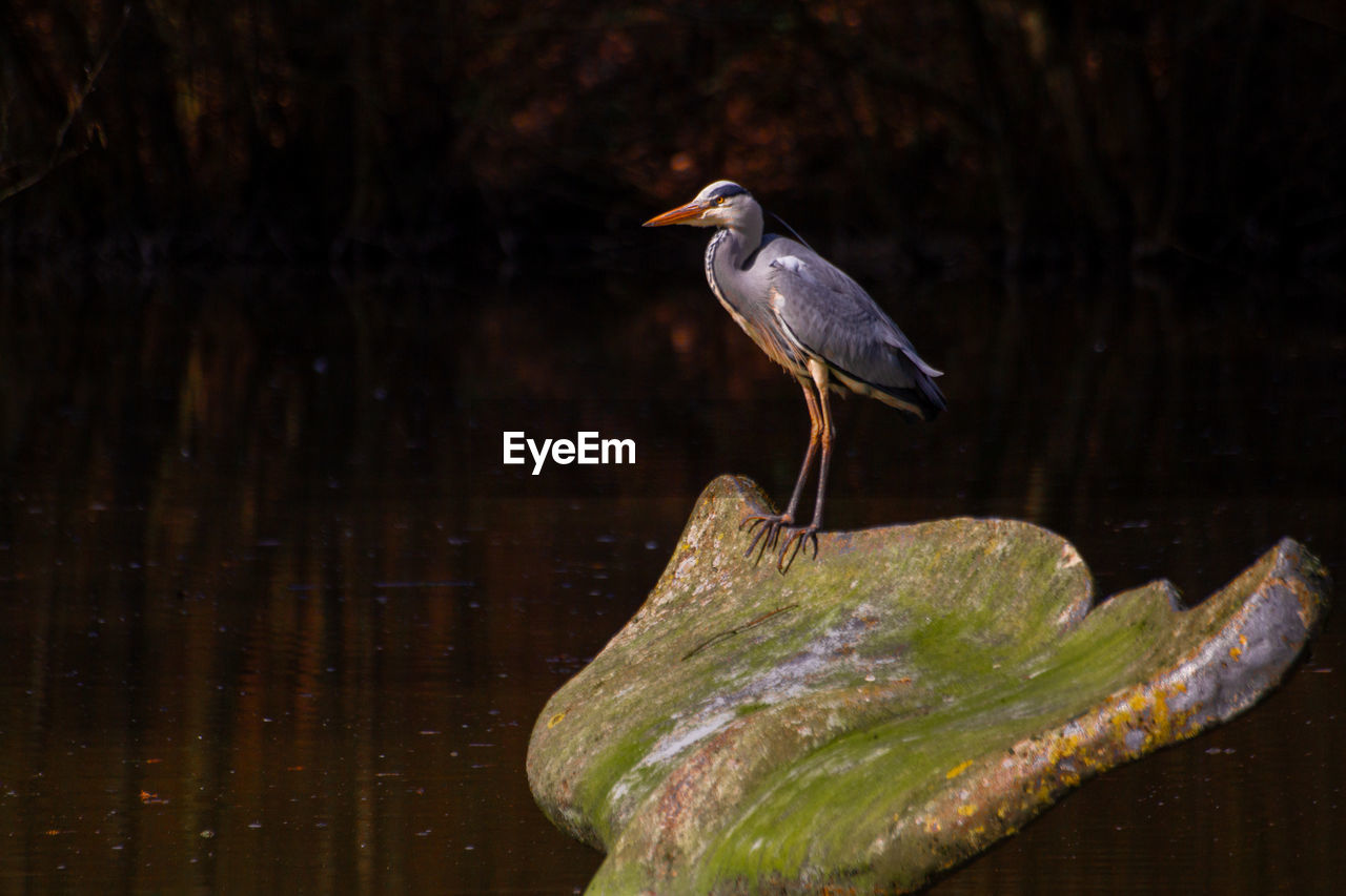 animal themes, animal, animal wildlife, bird, wildlife, one animal, nature, water, beak, reflection, perching, wood, heron, no people, green heron, lake, outdoors, close-up, side view, yellow, full length, tree