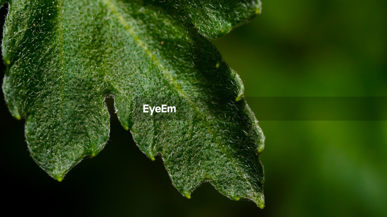 Close-up of plant