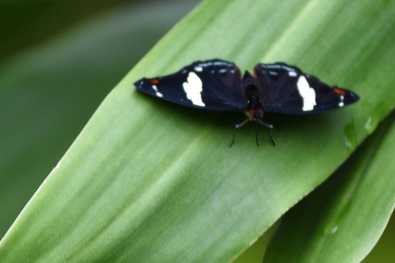 CLOSE-UP OF MOTH ON LEAF