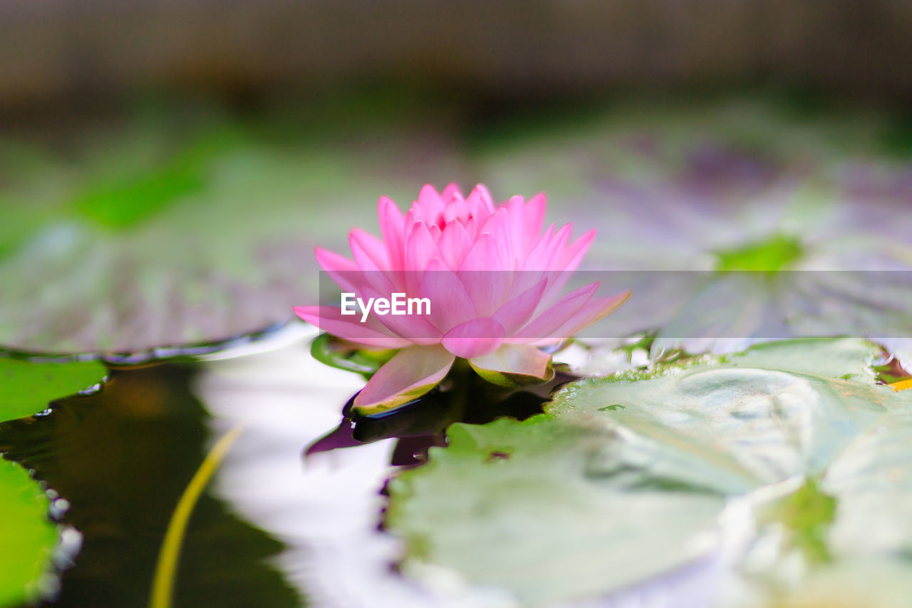 flower, flowering plant, plant, freshness, green, beauty in nature, water lily, pink, nature, water, pond, leaf, close-up, plant part, macro photography, blossom, petal, flower head, lily, inflorescence, no people, selective focus, lotus water lily, floating, floating on water, fragility, springtime, outdoors, floristry, aquatic plant, tranquility, reflection, social issues, yellow, environment, summer