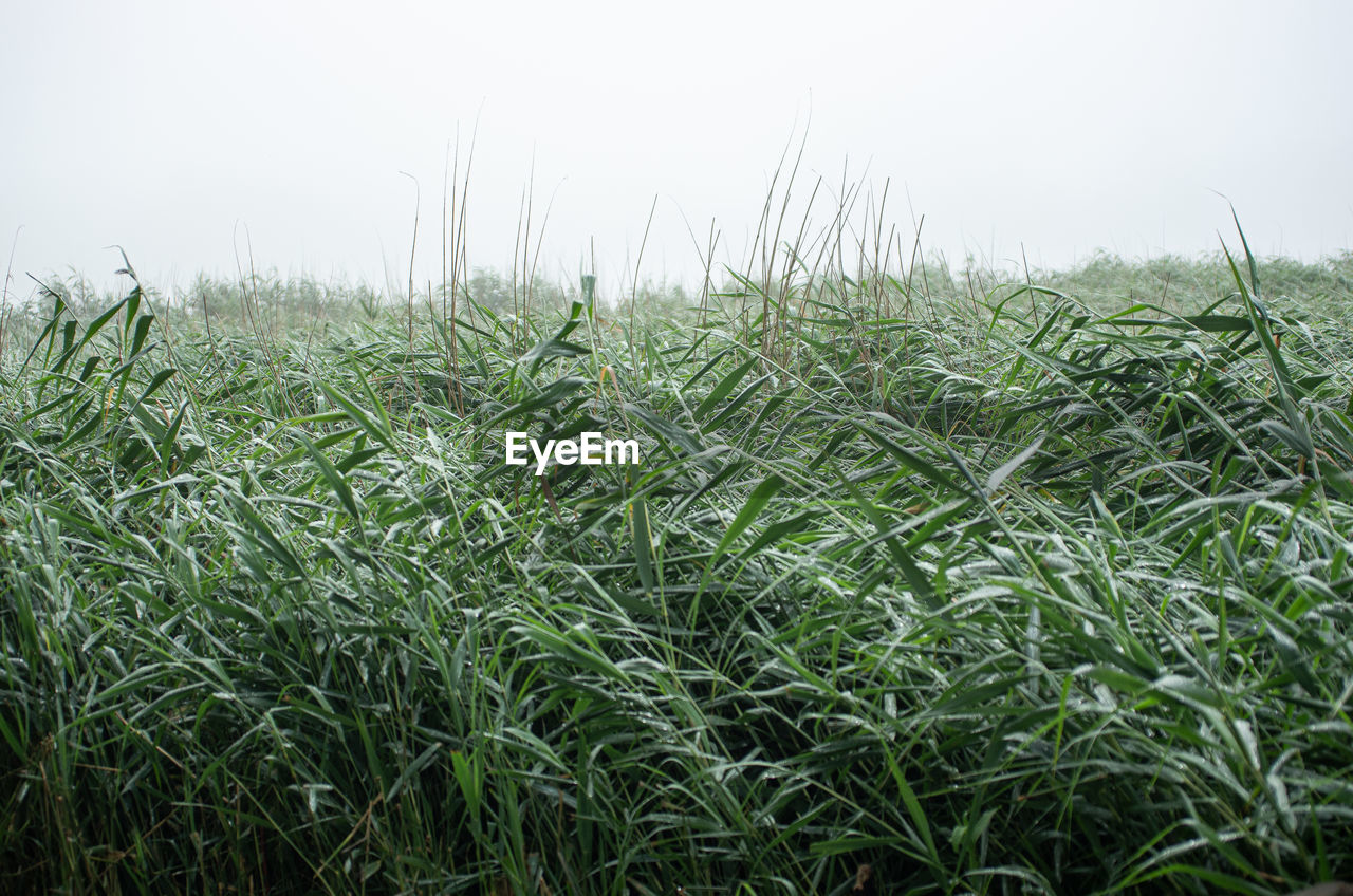 CROPS GROWING ON FARM