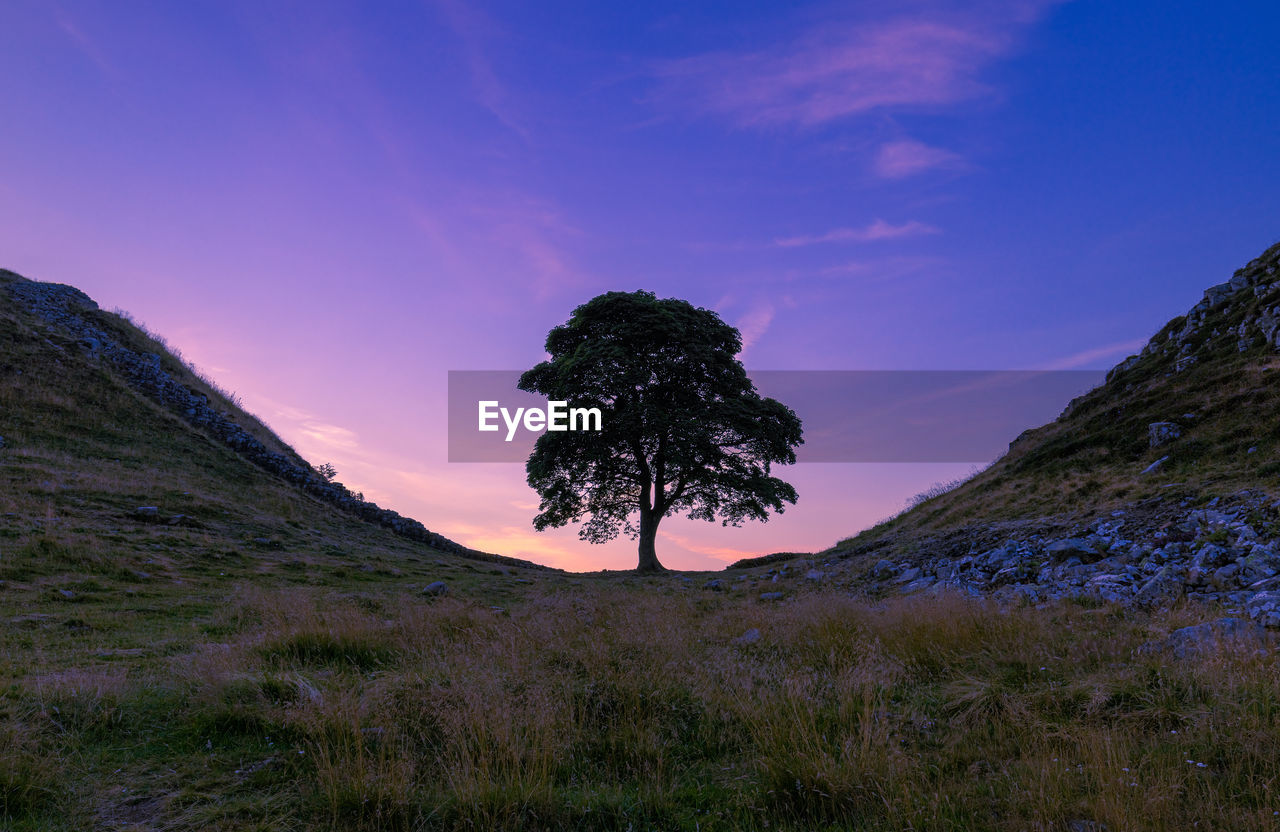 Sycamore gap tree at sunset 