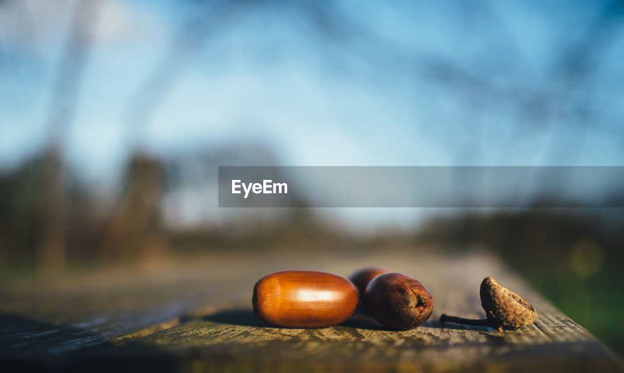 Close-up of acorns on plank