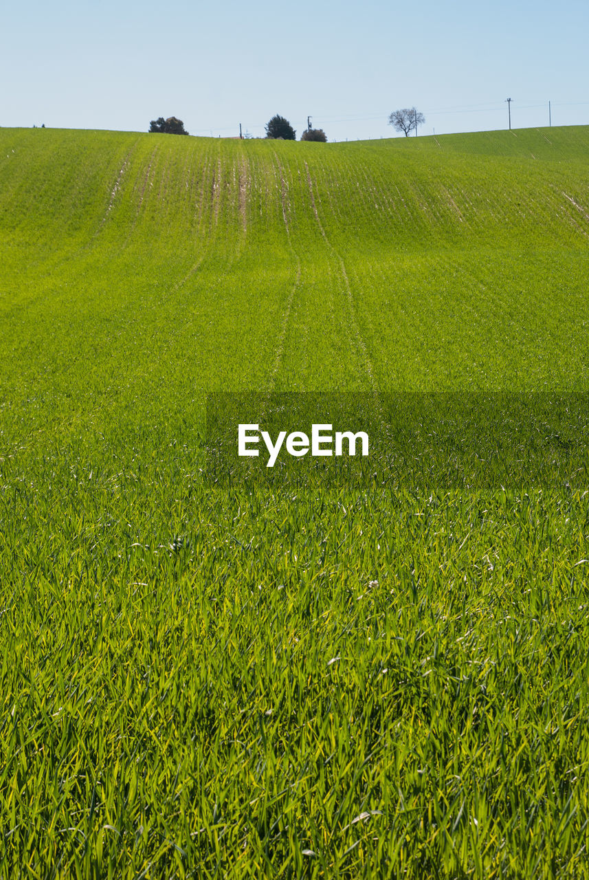 GREEN FIELD AGAINST SKY