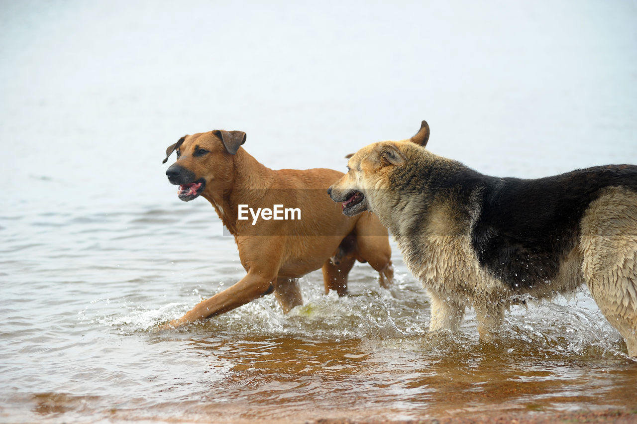 VIEW OF A DOG ON WATER