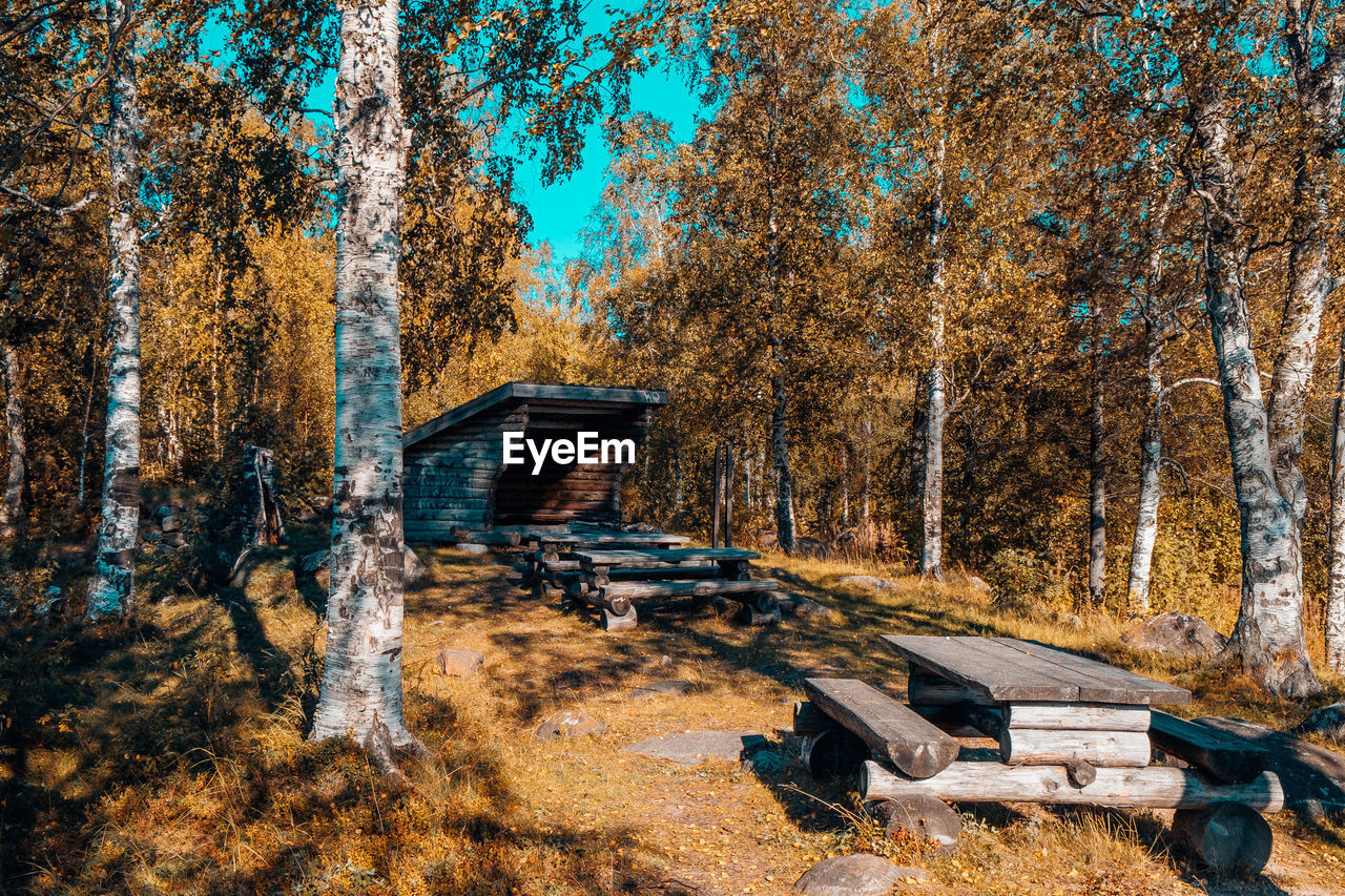 Trees in forest during autumn