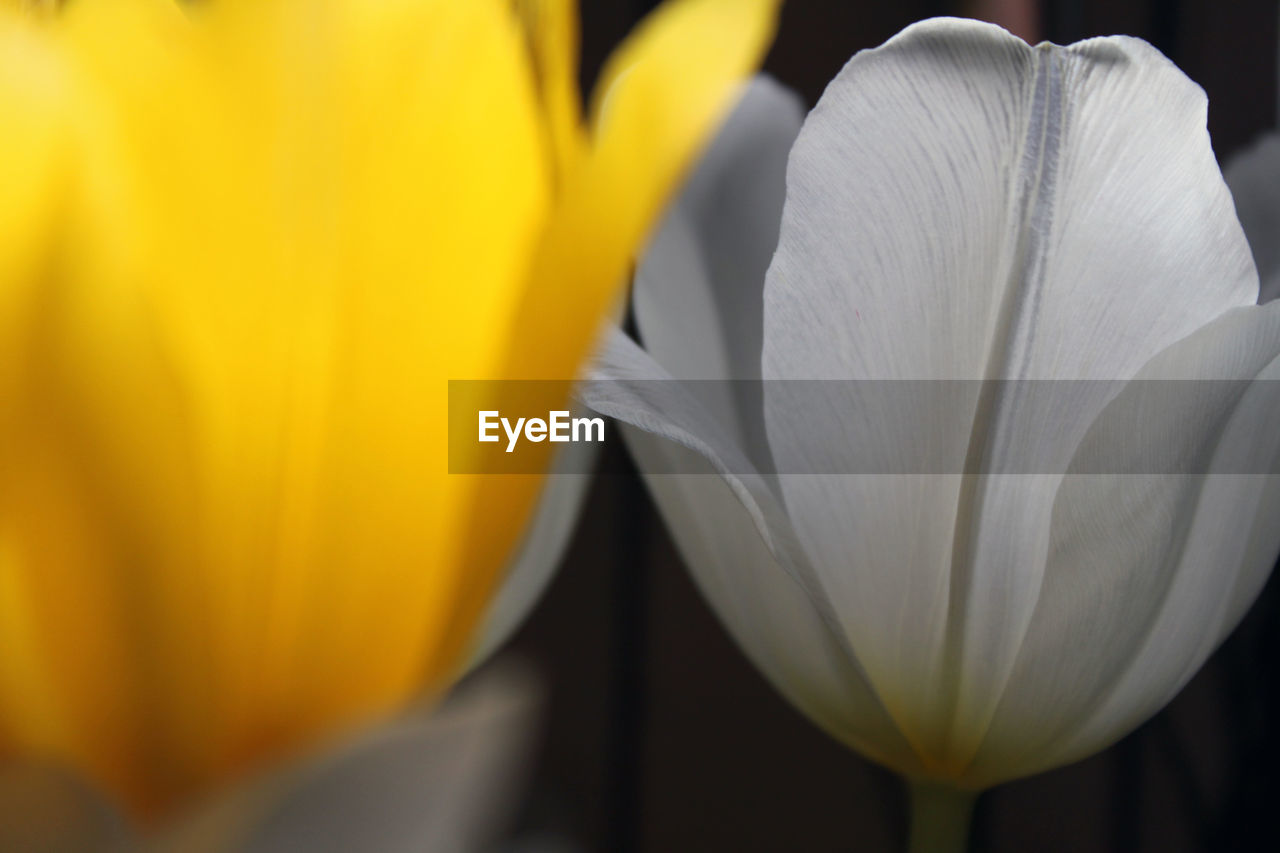 Macro shot of white and yellow tulips