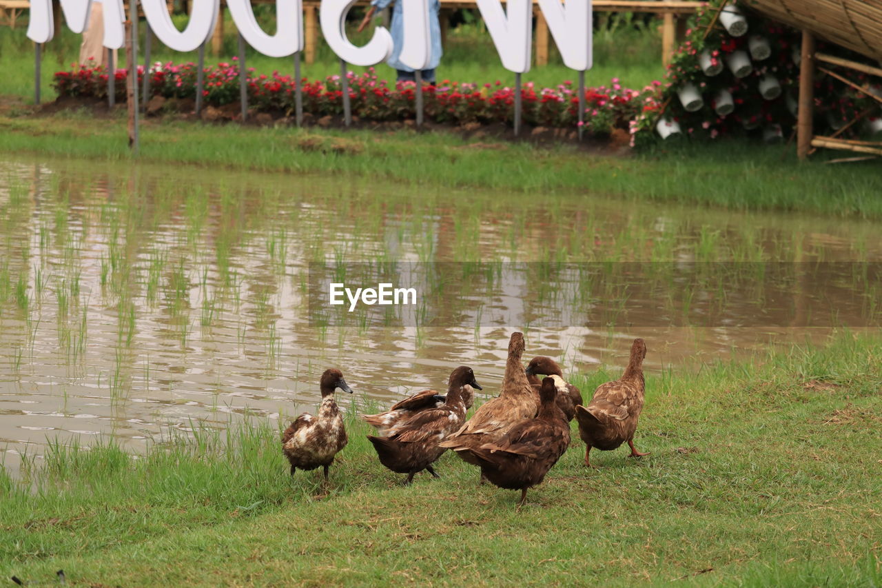 BIRDS IN LAKE