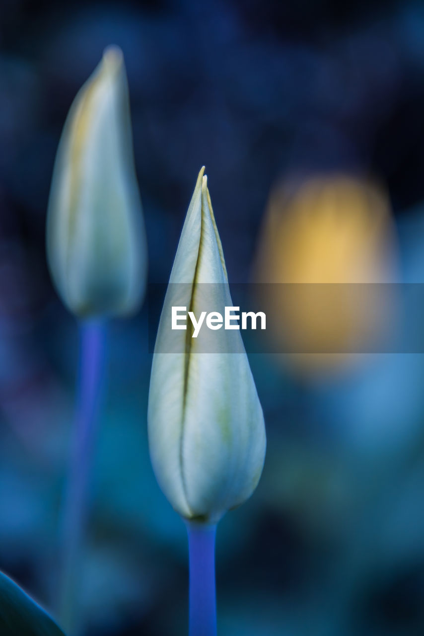 Close-up view of flower bud