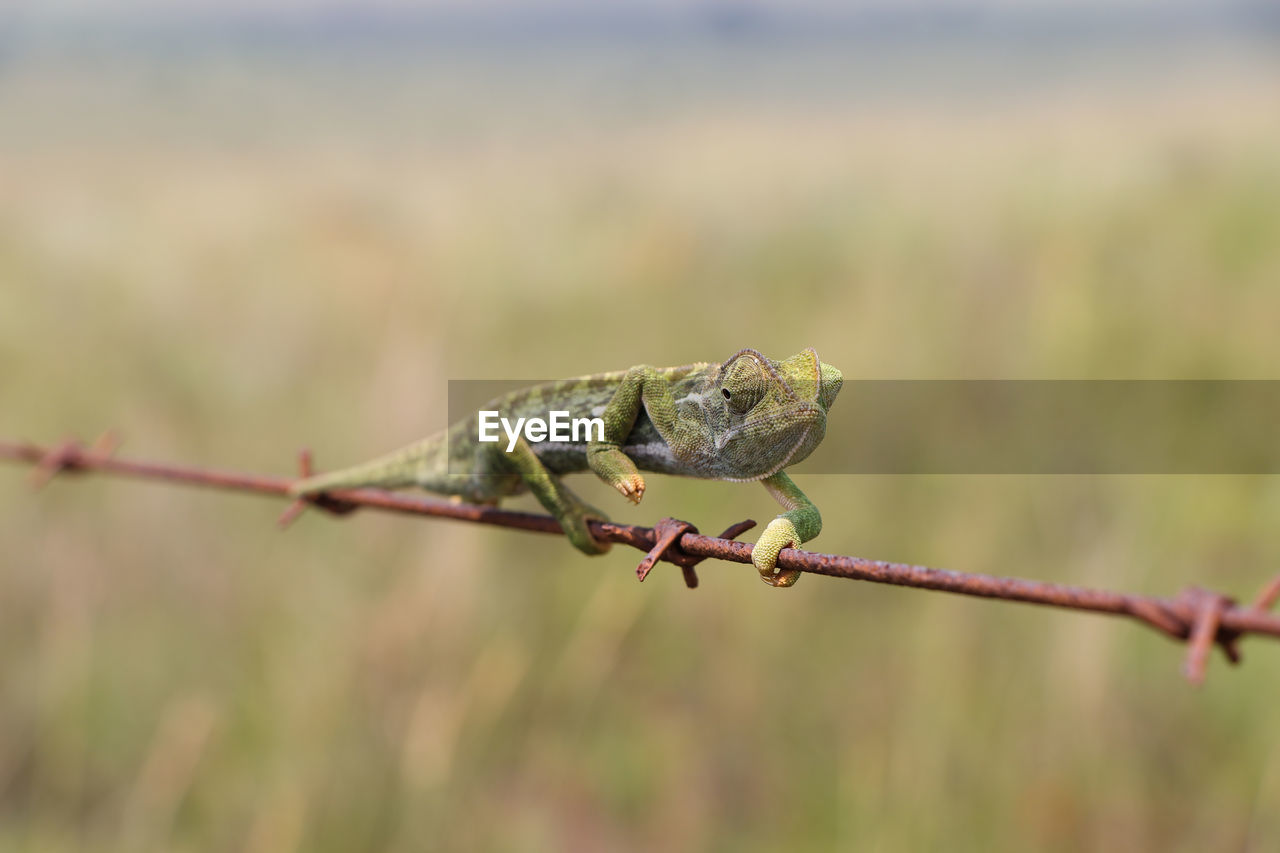 CLOSE-UP OF GRASSHOPPER ON A BARBED WIRE