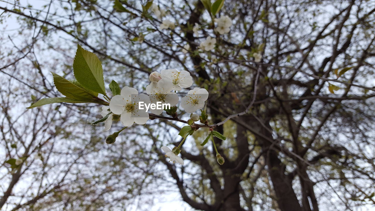 Low angle view of white flowers on branch